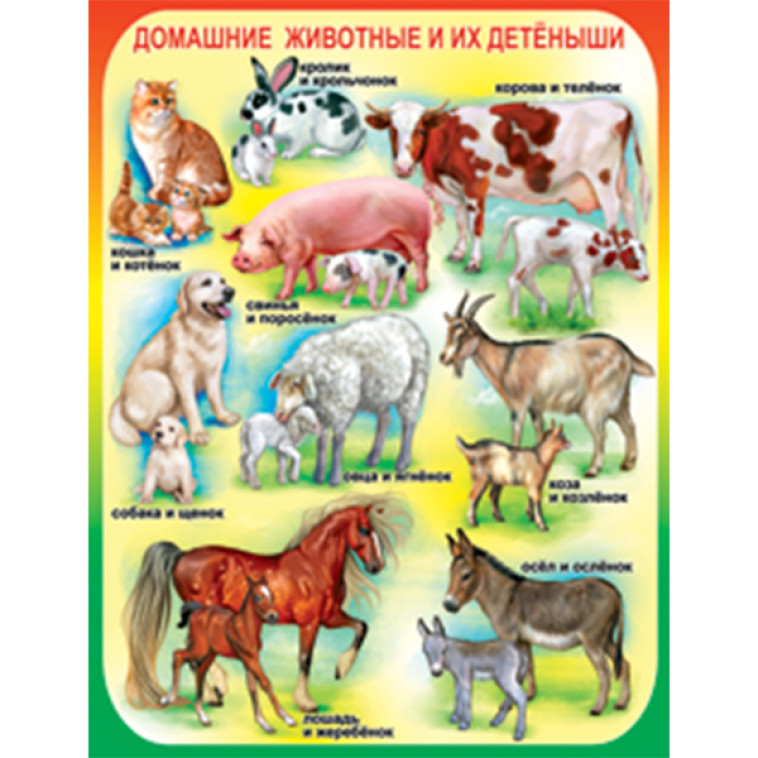 Плакат учебный детский 594*456 мм Домашние животные и их детеныши АВ-принт (1/10)