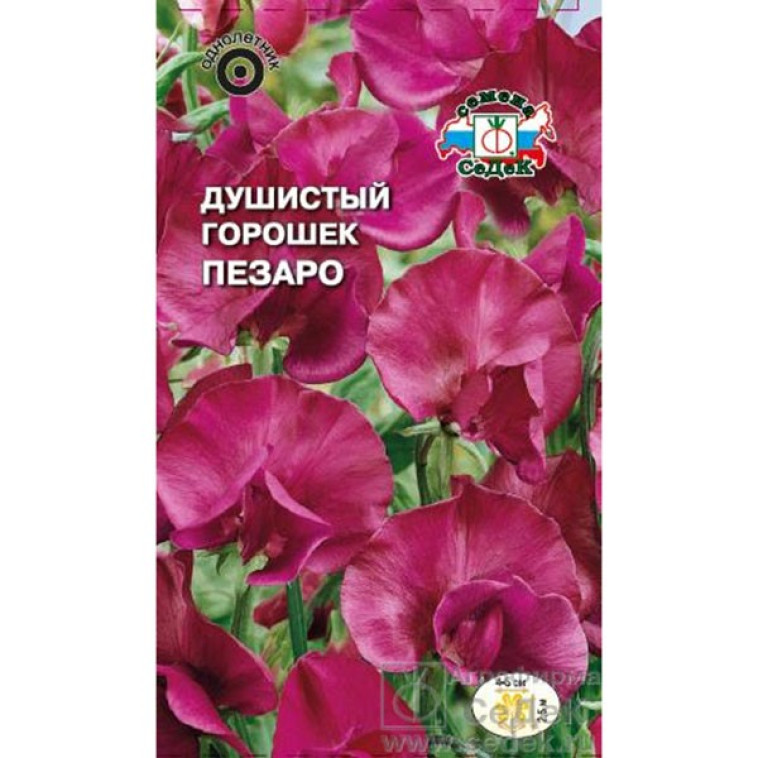 Душистый Горошек Пезаро, тёмно бордово-красн, 1г. лиана до 2,5м (СеДек) (10)