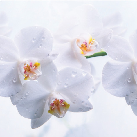 Фартук ПВХ Нежная орхидея 600*3000*0,75мм