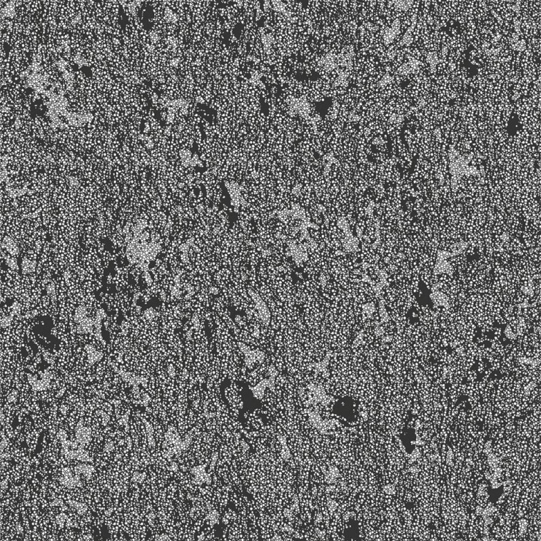 Монарх фон 07 (Монарх 07) обои акриловые 0,53*10 С11 гр.2 (Саратов) 12