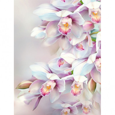 Нежная орхидея Фотообои 8л 196х260см