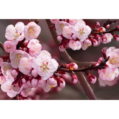 Фотообои бумажные Вишневый цвет Фотообои 9 листов 294х201 Фотообои бумажные Вишневый цвет Фотообои 9 листов 294х201