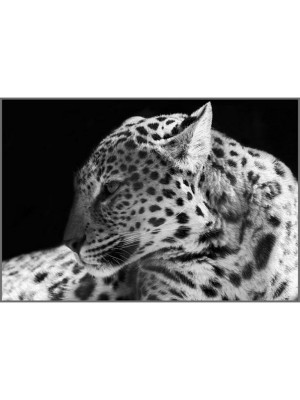 Фотообои бумажные Дикая кошка 4 листа 196х134