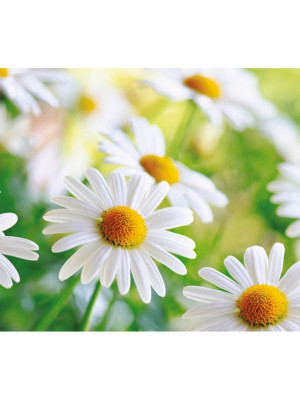 Фотообои бумажные Ромашки 12 листов 294*260 в тубе Фотообои бумажные Ромашки 12 листов 294*260 в тубе