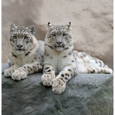 Фотообои бумажные Рыси 6 листов 196х201 в тубе Фотообои бумажные Рыси 6 листов 196х201 в тубе