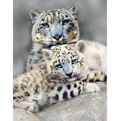 Снежные барсы Фотообои 8л 196х260см