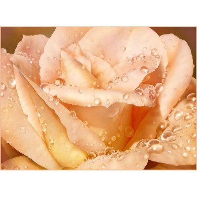 Фотообои бумажные Чайная роза 8 листов 268х196 в тубе Фотообои бумажные Чайная роза 8 листов 268х196 в тубе