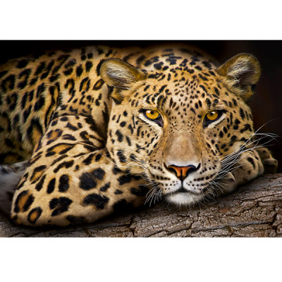 Лесной охотник Фотообои 4л 134х196см