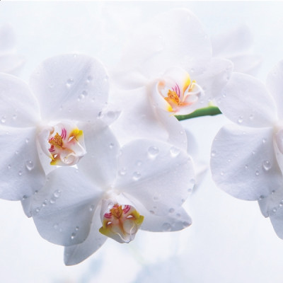 Фартук ПВХ Нежная орхидея 600*3000*0,75мм